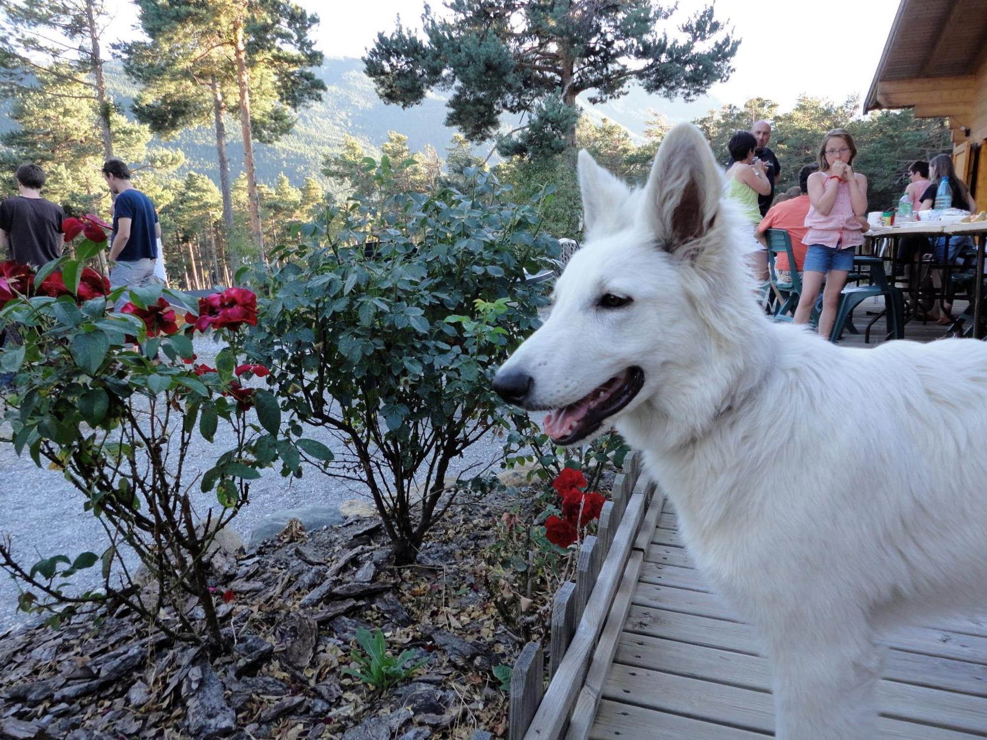 فندق Parc Residentiel De Loisir : Le Loup Blanc Du Riou بارسلونات المظهر الخارجي الصورة