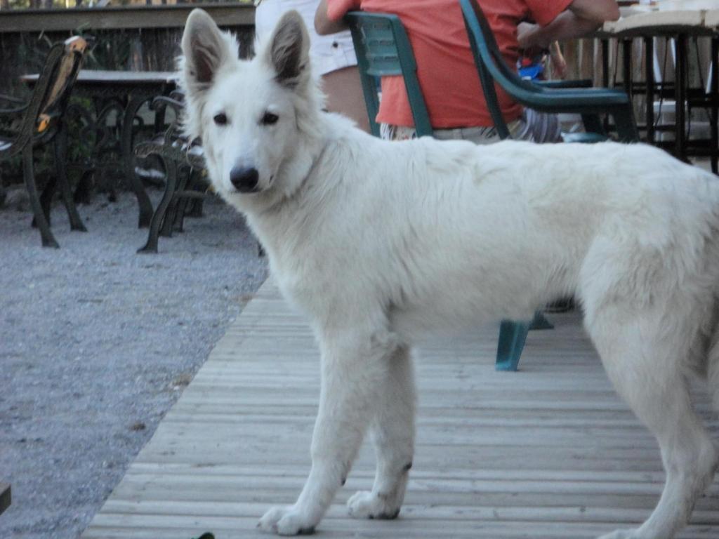 فندق Parc Residentiel De Loisir : Le Loup Blanc Du Riou بارسلونات المظهر الخارجي الصورة